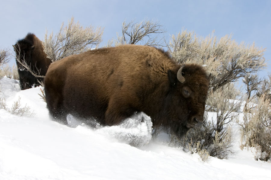 Snow bison II