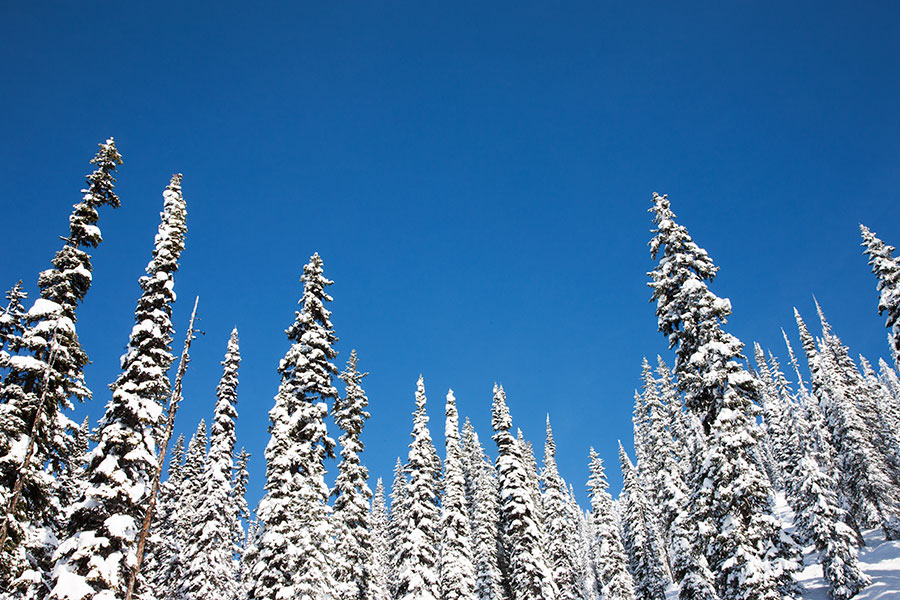 Canada - Revelstoke - Snow trees II