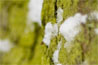 Snow on moss