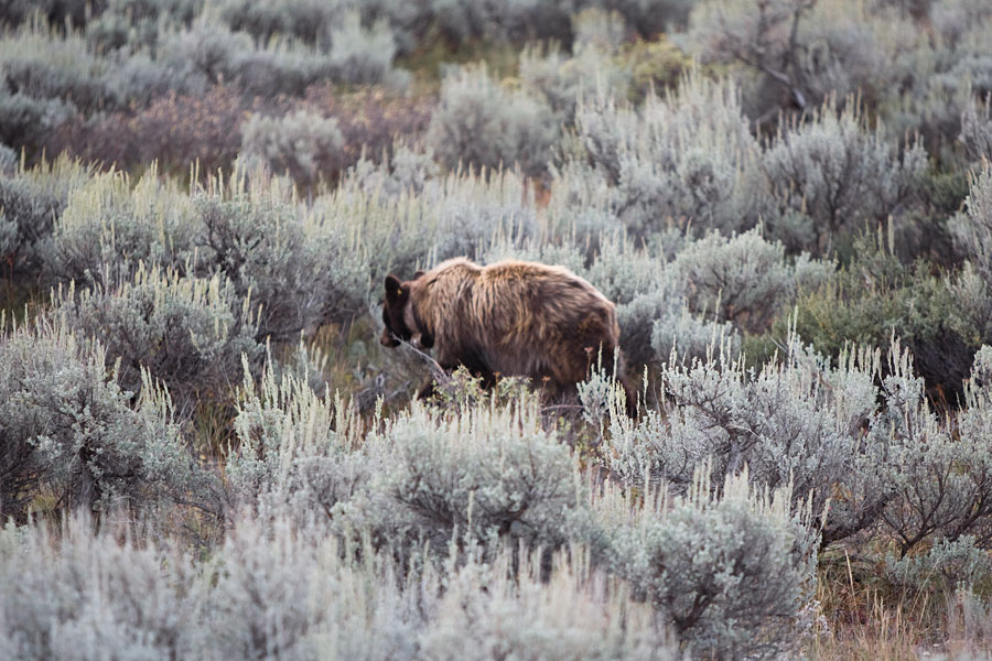 Grand Teton National Park - Bear