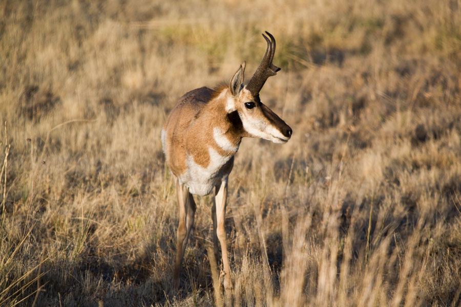 Antelope Island - Antelope