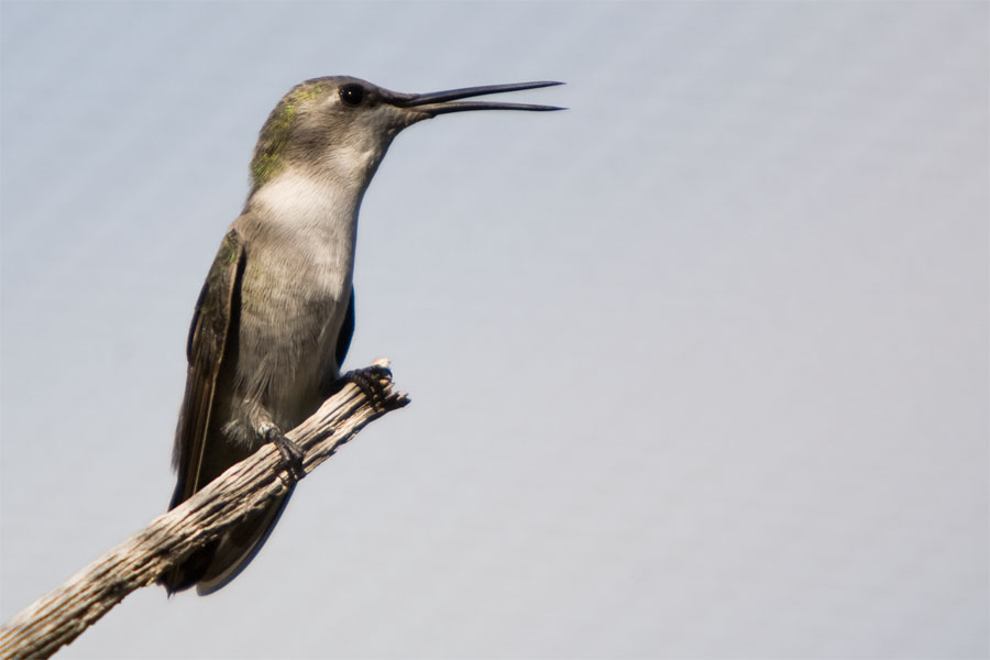 Hummingbird, Tucson, Arizona