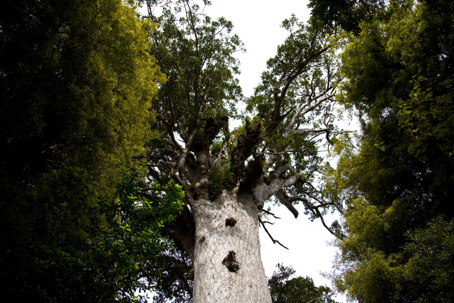 Kauri giant trees