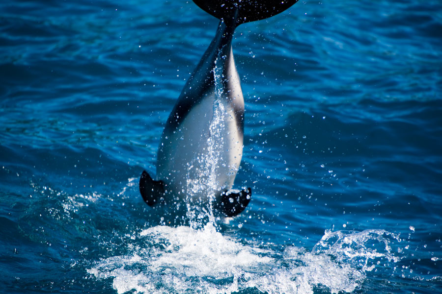 Dolphin diving, Kaikoura