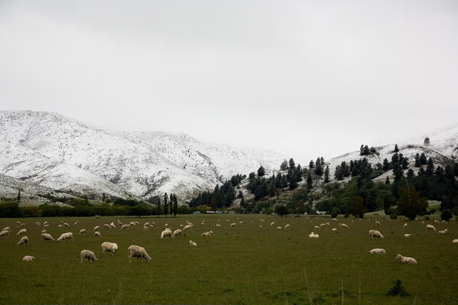 Sheep in half winter half spring scenery