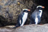 Fiordland crested penguins, Milford Sound
