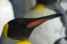King penguins, Kelly Tarlton's antarctic encounter