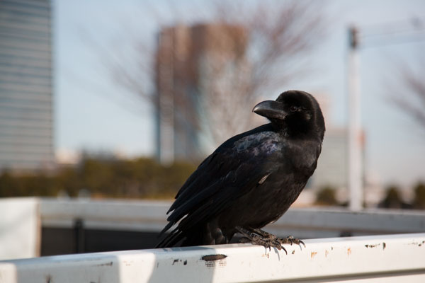 January 2006 Black bird