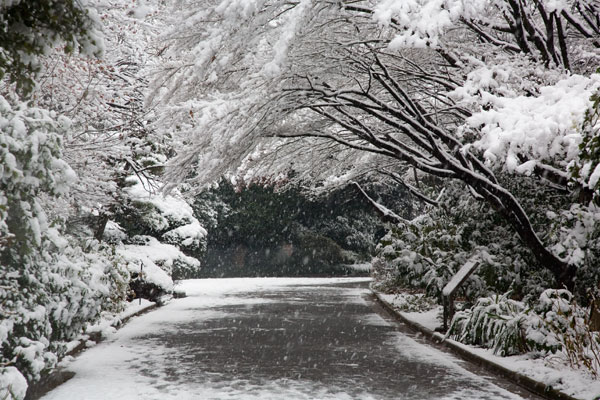 January 2006 Snow in Shinjuku Gyoen