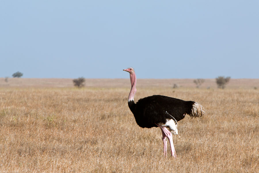 An ostrich - the weirdest bird
